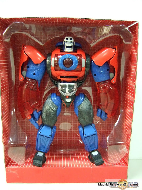 Year Of The Monkey Optimus Primal Out Of Box Show Platinum Edition Compared With Original  (10 of 50)